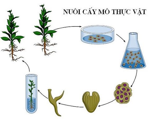 Nuôi cấy mô tế bào thực vật
