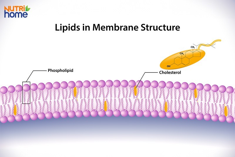 Minh họa sự hiện diện của 2 loại lipid (phospholipid và cholesterol) trong cấu trúc màng tế bào
