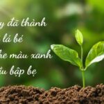 Trích đoạn bài thơ Lời của cây