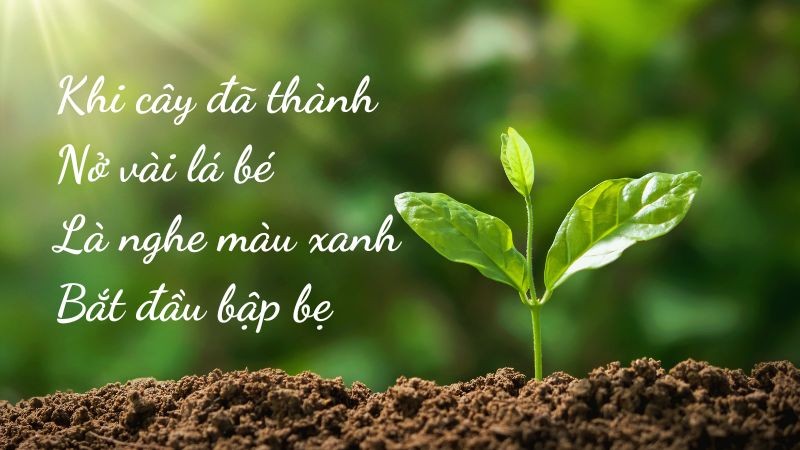 Trích đoạn bài thơ Lời của cây