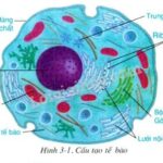 Tế bào động vật và tế bào thực vật, các thành phần và chức năng