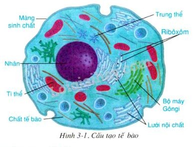Tế bào động vật và tế bào thực vật, các thành phần và chức năng
