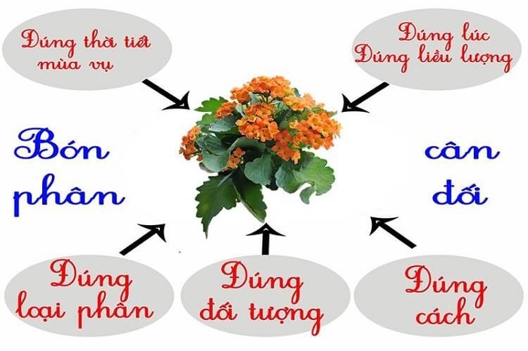 Lưu ý khi bón phân