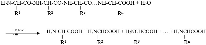 Phản ứng thủy phân peptit