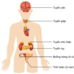 Tuyến yên đóng vai trò quan trọng trong hệ nội tiết, điều khiển hoạt động của nhiều tuyến khác, và sản xuất hormone tăng trưởng cũng như các hormone khác điều chỉnh chức năng cơ thể.