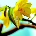 Hình ảnh xe tải chở hoa đào ngày xuân