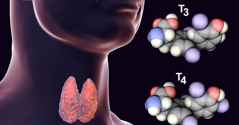 Hormone Tiroxin Quan Trọng Cho Sự Phát Triển Của Trẻ