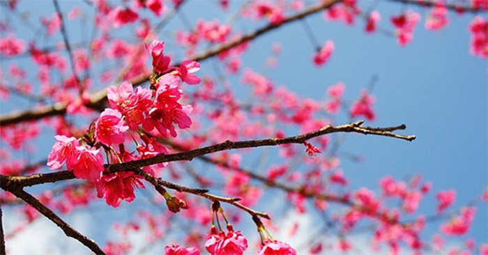 Chim hót cành hoa trong Mùa Xuân Nho Nhỏ