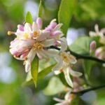 Cô gái mặc áo tứ thân và đội khăn mỏ quạ, biểu tượng vẻ đẹp truyền thống Việt Nam