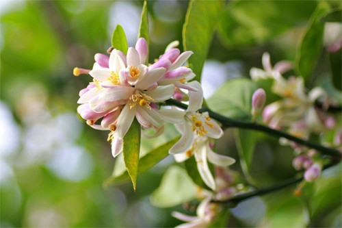 Cô gái mặc áo tứ thân và đội khăn mỏ quạ, biểu tượng vẻ đẹp truyền thống Việt Nam