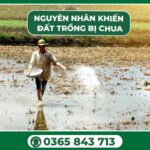 Nguyên nhân gây ra tình trạng đất chua bao gồm mưa nhiều, phân hủy chất hữu cơ và sử dụng phân bón hóa học