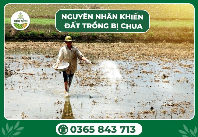 Nguyên nhân gây ra tình trạng đất chua bao gồm mưa nhiều, phân hủy chất hữu cơ và sử dụng phân bón hóa học