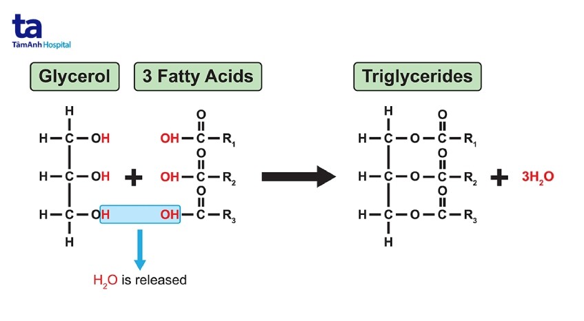 Chế độ ăn uống lành mạnh giúp duy trì mức triglyceride khỏe mạnh