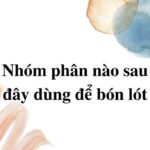 Phân chuồng là loại phân hữu cơ truyền thống, có nguồn gốc từ phân của gia súc, gia cầm
