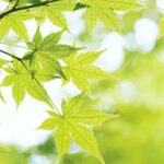 Thiếu nữ nhìn sương chói mặt trời trong bài thơ Nụ Cười Xuân