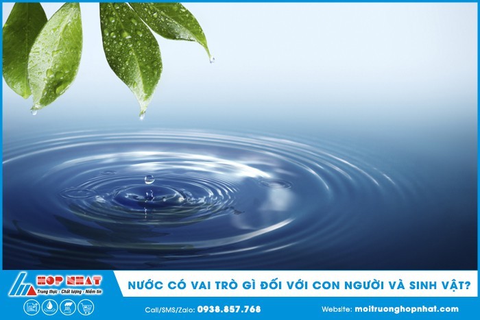 Nước là thành phần cấu tạo quan trọng của cơ thể động vật