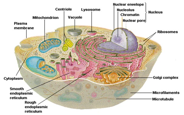 Cấu trúc tế bào chất trong tế bào nhân sơ, nơi chứa ribosome và các hạt dự trữ