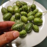 Pepinos Del Monte, dưa chuột chuột Mexico, trông giống như những quả dưa hấu tí hon