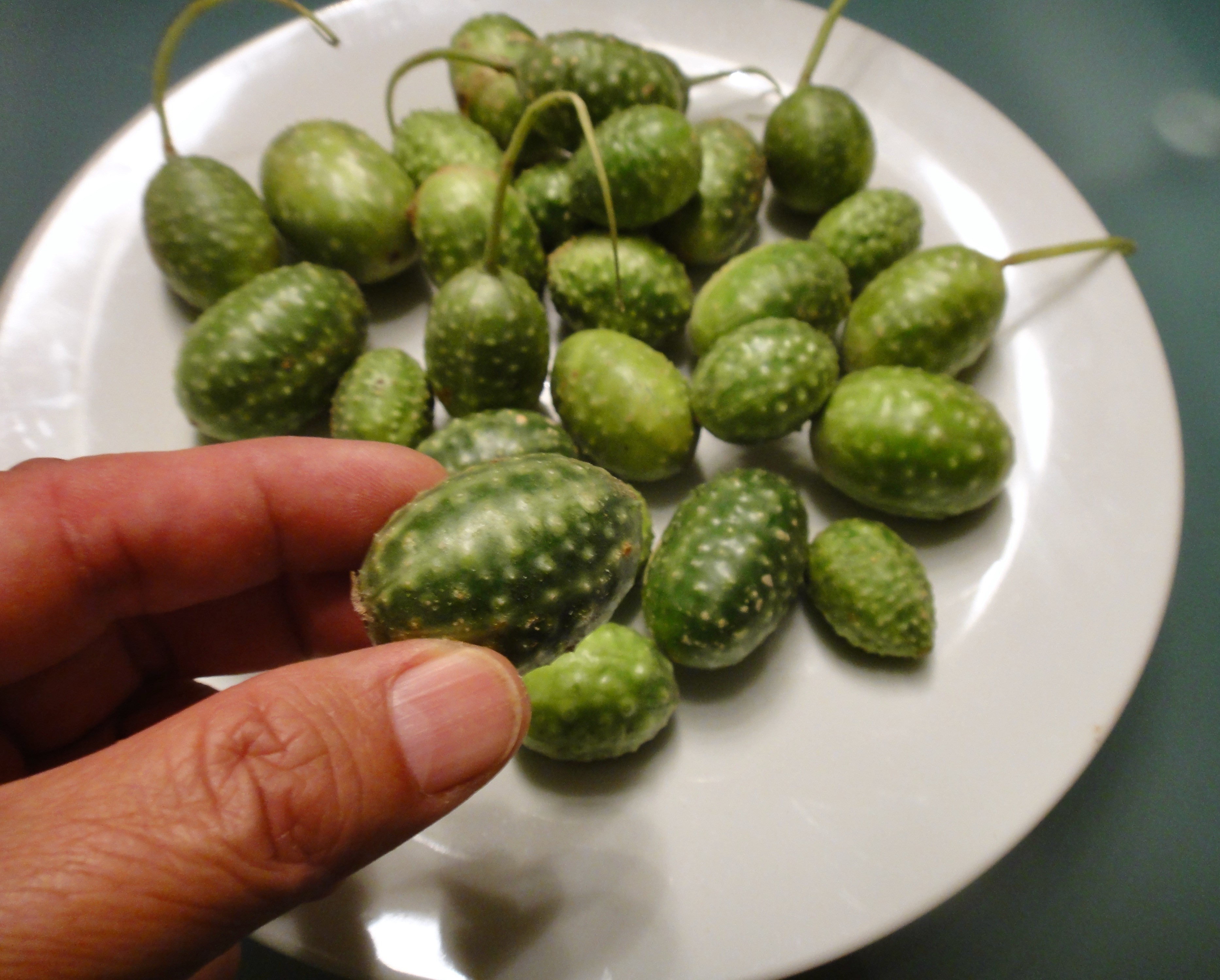 Pepinos Del Monte, dưa chuột chuột Mexico, trông giống như những quả dưa hấu tí hon