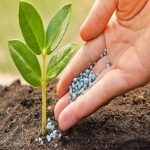 Phân bón hóa học chứa nguyên tố vi lượng dinh dưỡng cho cây trồng