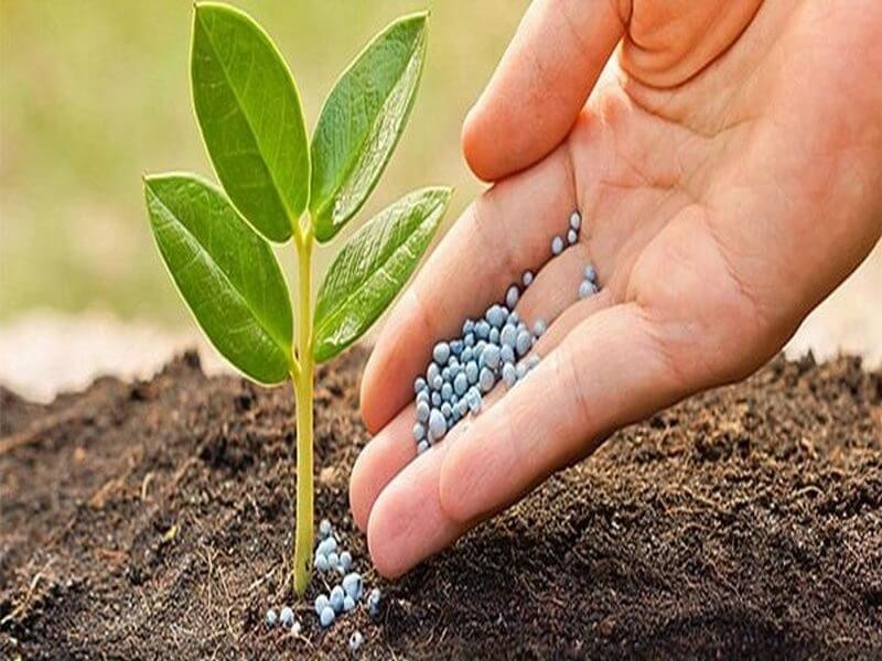 Phân bón hóa học chứa nguyên tố vi lượng dinh dưỡng cho cây trồng
