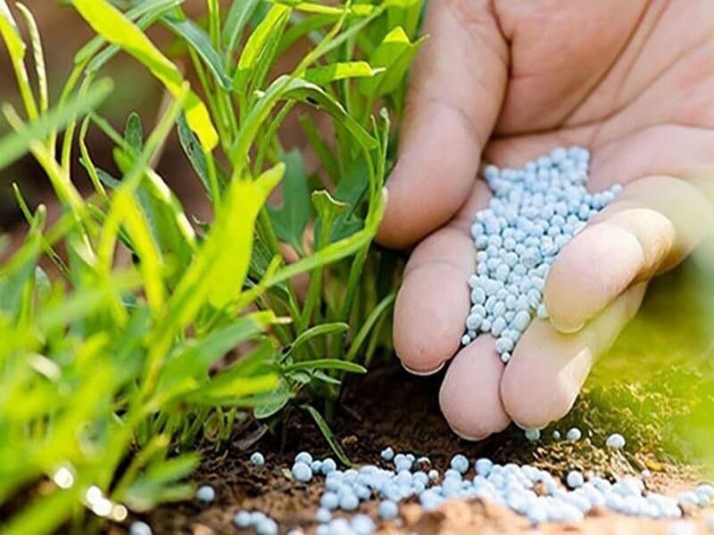 Tùy vào giai đoạn phát triển của cây mà dùng phân để bón lót, bón thúc, bón bổ sung