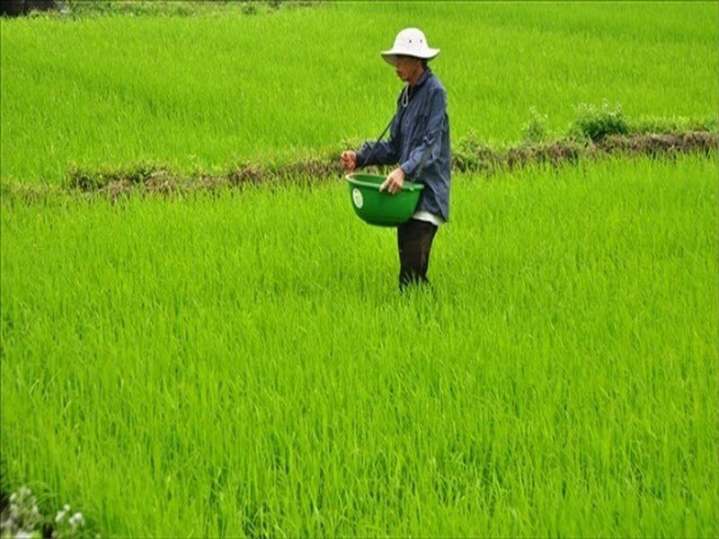 Dùng phân bón hóa học hợp lý giúp cây phát triển tốt, không gây tác động xấu