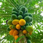 Đu đủ chín chứa lượng calo thấp, rất phù hợp cho chế độ ăn kiêng