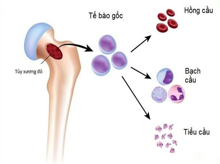 Quá trình sinh máu từ tủy xương