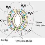 Tế bào khí khổng đóng mở