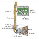 Cấu tạo tế bào mạch gỗ trong thân cây giúp vận chuyển nước