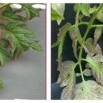 Lá cây bị thiếu photpho có màu tím