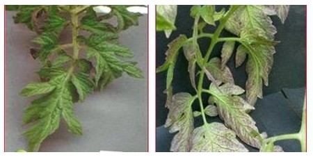 Lá cây bị thiếu photpho có màu tím