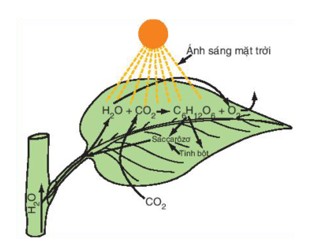 Pha Sáng Quang Hợp: Diễn ra trên màng thylakoid, nơi năng lượng ánh sáng được hấp thụ để tách nước và tạo ATP, NADPH
