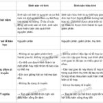 Phân biệt sinh sản vô tính và sinh sản hữu tính