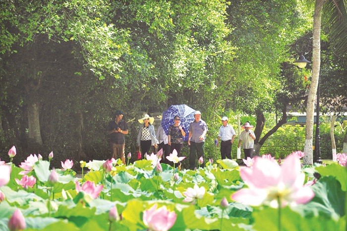 Đầm sen nở rộ tại Làng Sen vào tháng 5