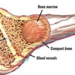 Mô tả: Cấu trúc xương người với các thành phần màng xương, xương đặc, xương xốp và tủy xương.