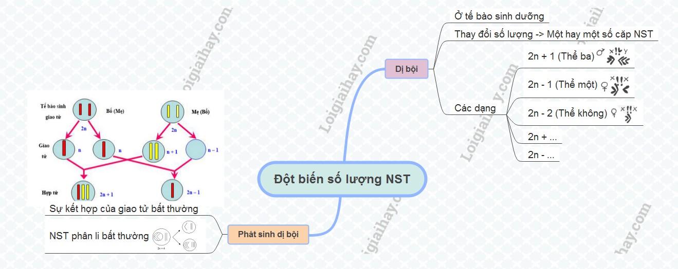 Sơ đồ tư duy đột biến số lượng nhiễm sắc thể thể dị bội