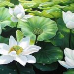 Hình ảnh minh họa cho lối sống ngay thẳng, trung thực