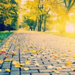 Cảnh làng quê Việt Nam vào mùa thu với đồng lúa chín vàng