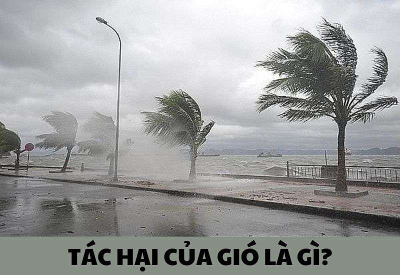 Tác động tiêu cực của gió lớn
