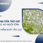 Tảo lục đơn bào Chlorella sp. dưới kính hiển vi