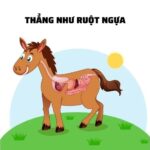 So sánh hình ảnh ruột ngựa thẳng với tính cách ngay thẳng, thật thà