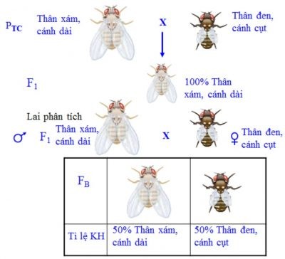 Thí nghiệm lai ruồi giấm của Moocgan minh họa hiện tượng liên kết gen