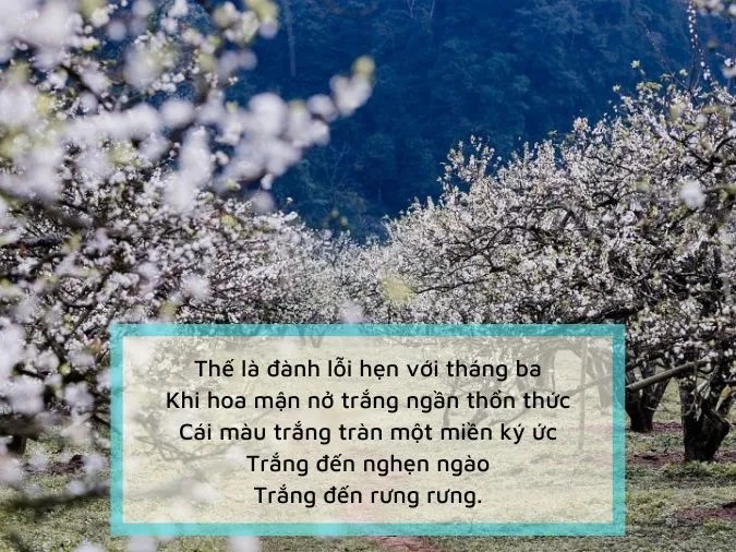 Hoa mận trắng nở rộ như những bông tuyết, phủ kín cả một vùng đồi núi, tạo nên một khung cảnh lãng mạn và trữ tình.