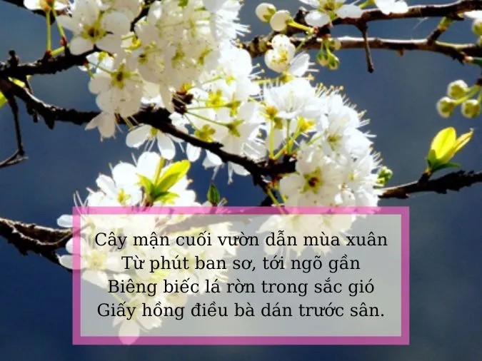 Hoa mận nở rộ trong ánh nắng mùa xuân, tạo nên một khung cảnh tươi sáng và tràn đầy sức sống.