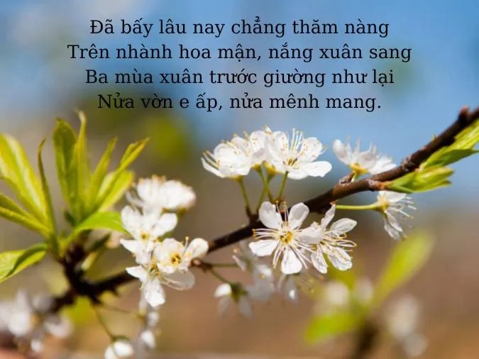 Hình ảnh hoa mận được sử dụng trong trang trí nhà cửa, đặc biệt là vào dịp Tết Nguyên Đán, mang đến không khí tươi vui và may mắn.