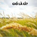 Gió là gì và tầm quan trọng của nó
