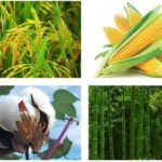 Hình ảnh tinh bột trong hạt gạo