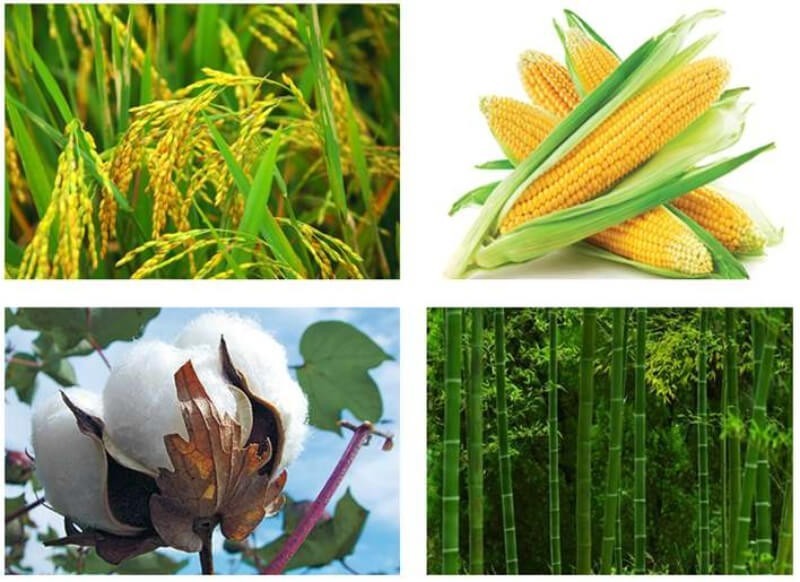 Hình ảnh tinh bột trong hạt gạo